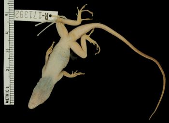 Media type: image;   Herpetology R-171392